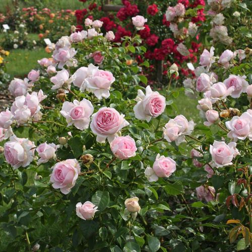 Roz pal - Trandafir copac cu trunchi înalt - cu flori în buchet - coroană tufiș